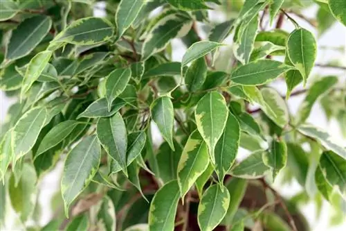 Birch fig - Ficus benjamina