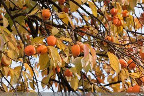 የሳሮን ዛፍ - persimmon