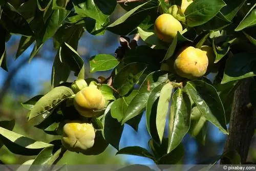 Kweek Sharon vrugte - persimmon plante uit sade