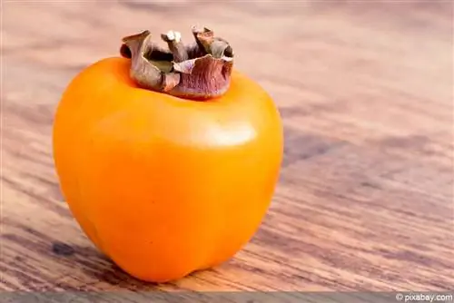 Kweek Sharon vrugte - persimmon plante uit sade