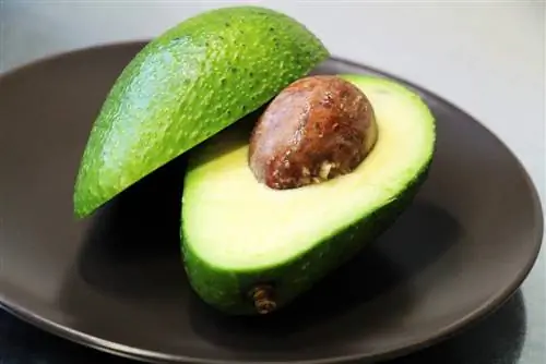 Aguacate - Persea americana