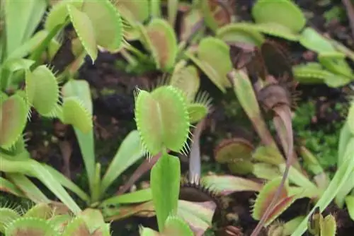 Venus flytrap