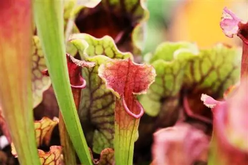 Roślina dzbanowa - Sarracenia