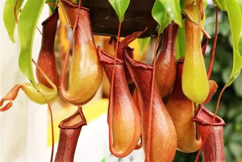 Nepenthes - nanny plants