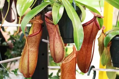 Pitcher cog, Nepenthes - saib xyuas los ntawm A-Z thiab pub kom zoo