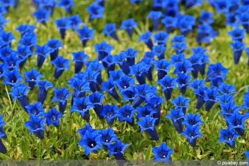 gentiana