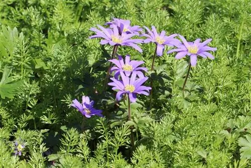 Balkānu anemone - Anemone blanda