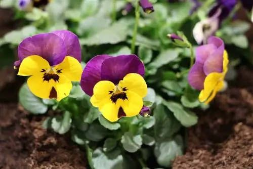 Pansies