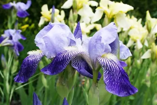 Iris - iris