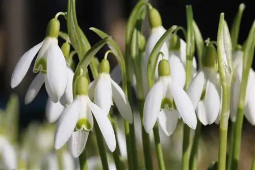 Snödroppe - Galanthus