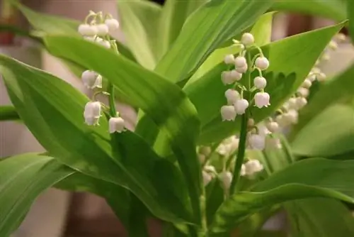 Maikelluke – Convallaria majalis