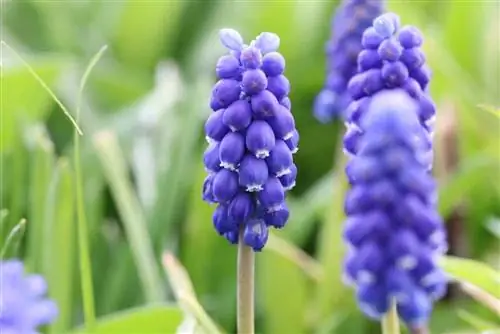 Mga hyacinth ng ubas - Muscari