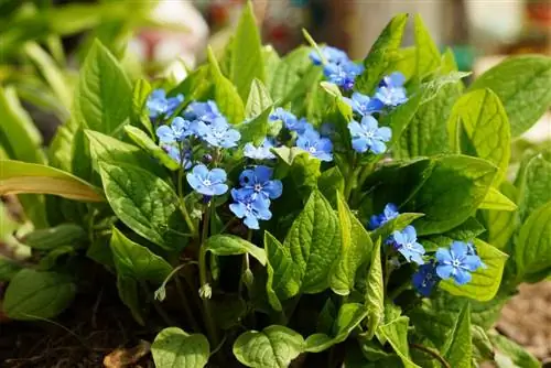 Kalimutan-ako-huwag - Myosotis