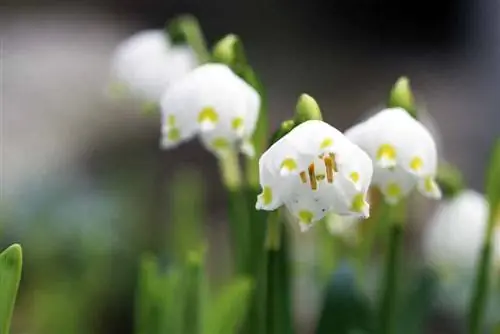 18 forårsblomster sorteret efter farve: liste med navne