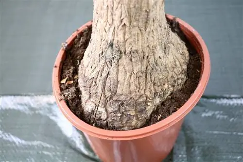 ตีนช้าง - Beaucarnea recurvata