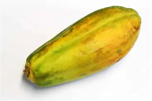 Papaya carica - pepene galben