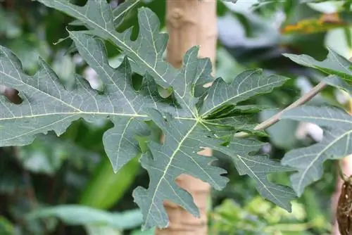 Papaya carica - drvo dinje