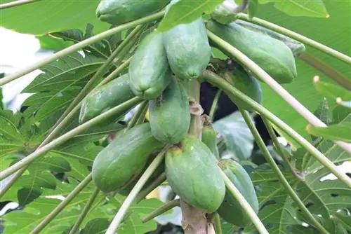 Papaya carica - pepene galben