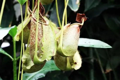 Nepenthes pitcher nroj tsuag