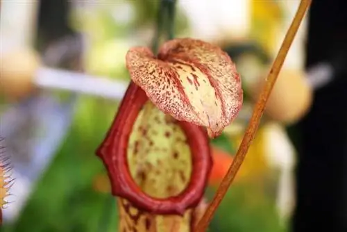 Rośliny doniczkowe Nepenthes