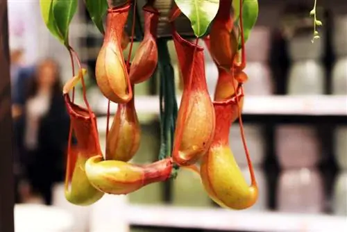 Plantas de jarra Nepenthes