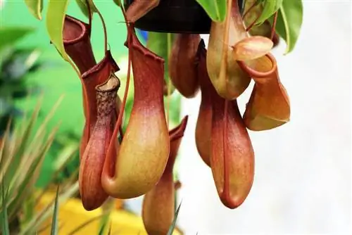 Piante carnivore di Nepenthes