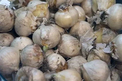 Mga bombilya ng bulaklak: hukayin ang mga ito at itabi nang tama - ito ang kailangan mong bigyang pansin