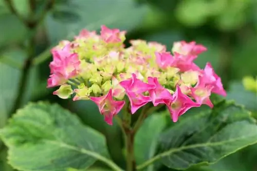 Hortensia de granja - Hydrangea macrophylla - hortènsia de jardí