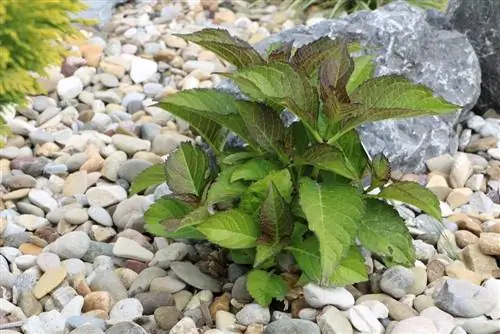 Hortensia e fermës - Hydrangea macrophylla - hydrangea kopshti