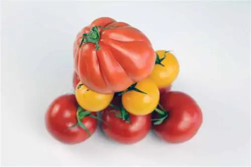 Heirloom tomato varieties: 16 tasty and resistant varieties