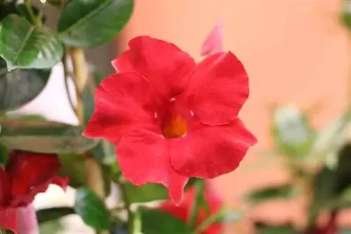 Dipladenia 'Sundaville merah' - Mandevilla