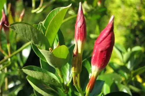 Dipladenia 'Sundaville kırmızısı' - Mandevilla