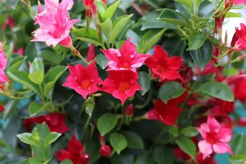 Dipladenia 'Sundaville red' - Mandevilla