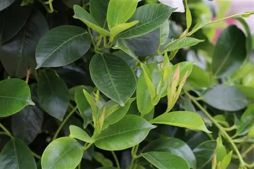 Dipladenia "Sundaville red" - Mandevilla