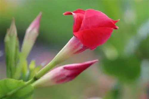 Dipladenia 'Sundaville red' - kutunza Mandevilla kama mmea wa nyumbani