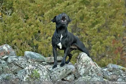 Anjing menggonggong - mengganggu ketenangan?