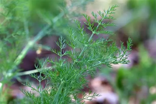 ยี่หร่า - Foeniculum vulgare