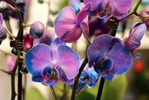 Orchidaceae phalaenopsis - anggrek biru