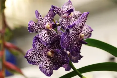 Orchidaceae orchidea vanda