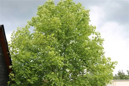 Pohon tulip - Liriodendron tulipifera