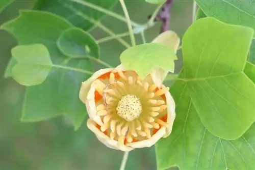 Cây hoa tulip - Liriodendron tulipifera