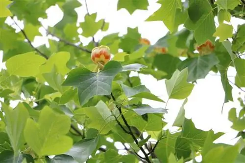 Tulbipuu, Liriodendron tulipifera - kõik hoolduse ja lõikamise kohta