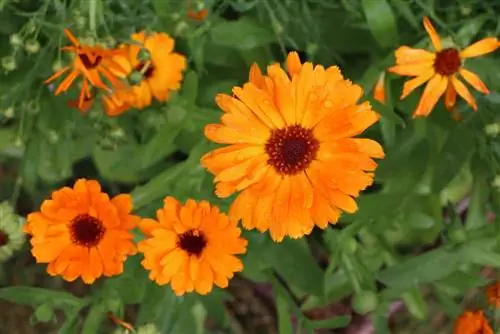 Gălbenele - Calendula officinalis