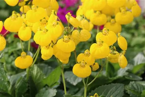 Floare de papuc - Calceolaria integrifolia