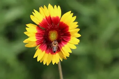 Flor de escarapela - Gallardia aristata