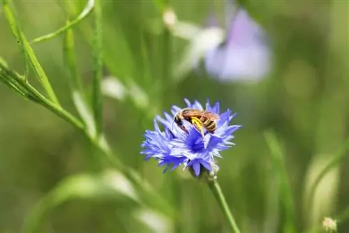 گل ذرت - Centaurea cyanus