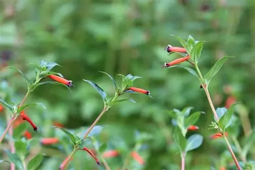 Ծխախոտի ծաղիկ - Cupahea ignea