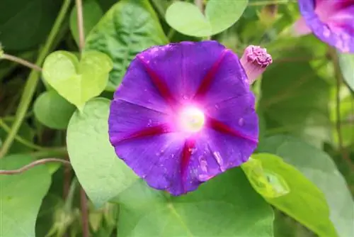 Gloria de la mañana - Gloria de la mañana - Ipomoea purpurea