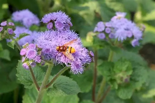 Balzam na pečeň - Ageratum houstonianum