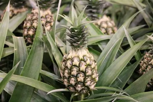 Сәндік ананас - Ananas comosus